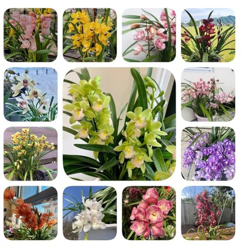 250 pz Semi di piante di orchidea Cymbidium, semi di fiori, semi esotici Semi di Cymbidium ibrido, semi di fiori regalo regali da giardino per le donne vaso bonsai regali pratici semi