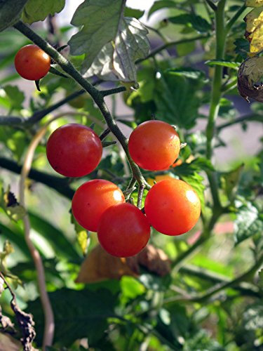 Rote Wildtomate 'Rote Murmel' (Solanum pimpinellifolium) Bio 10 Samen