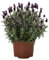 Lavandula Stoechas Planta con Flor Natural para la Casa