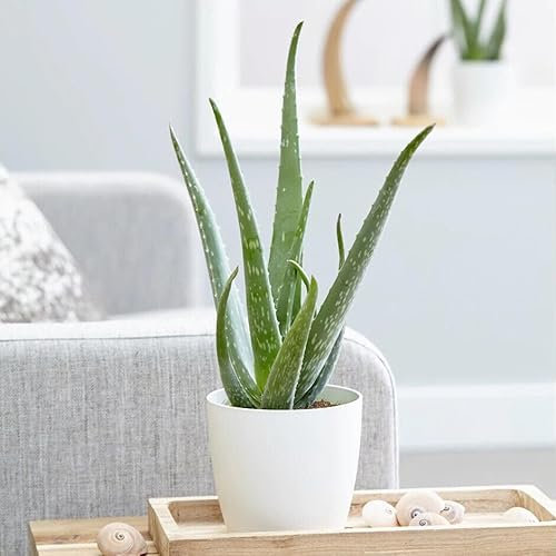 Aloe vera pianta officinale in vaso ø10 cm pianta grassa sempreverde MADE IN ITALY Vivaio di Castelletto
