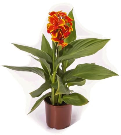 Canna 'Red Golden Flame'. 2L Plant. Tropical, Exotic Bedding Flowers. Red & Yellow Bicolour Flowers. Canna Lily. Available from Bedwen Plants