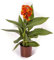 Canna 'Red Golden Flame'. 2L Plant. Tropical, Exotic Bedding Flowers. Red & Yellow Bicolour Flowers. Canna Lily. Available from Bedwen Plants