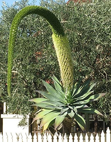 Agave Attenuata Subsp.Attenuat a Foxtail Agave 5 frische Samen