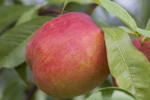 Prunus persica var. nucipersica 'CAC' 60 cm – Winterhart & Mehrjährig – Zwergnektarine – Obstbaum für Kübel & Terrasse