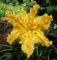Bulbos De Azucenas, Azucenas Silvestres,JardíN,Flores Para Todas Las Estaciones,Azucenas, Plantas Perennes Vigorosas Y Resistentes, Patio, Hemerocallis Bulbos-3bulbos-C