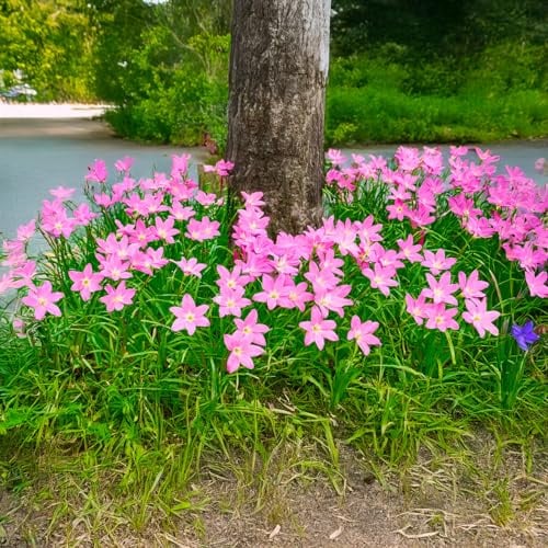 Bulbi da Fiore (15 X Zephyranthes carinata - Habranthus robustus)