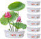 6PCS Lotus Bowl Pflanzer Chinesische Lotusschale 7x2, 3 Hydroponischer Pflanzer ohne Abfluss rund dekorative Schüssel für Wasserlilie Narzisse Pflanzung