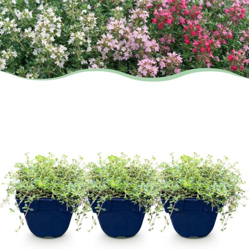 Thymus Tricolour – Tym – Bodendecker – Rosa – Rot – Weiß – 6 Pflanzen - 15-25cm - Ø11cm - Gartenpflanze