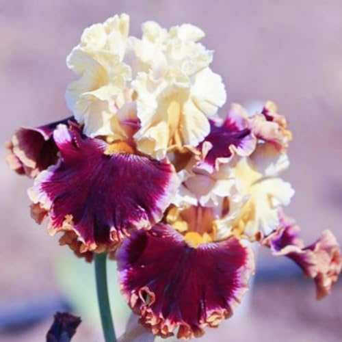 (HGJKYTFCDG) - Acquista iris resistenti all'inverno - Iris Rizomi - Acquista Iris - Iris - Iris - Iris reali con rizomi, ideale per acquistare per il tuo giardino-B