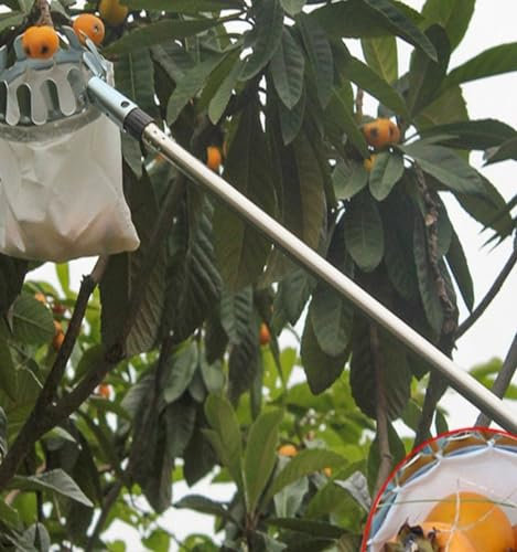 raccogli asparagi pinza frutta Palo Raccoglifrutta Con Cesto Telescopico 4 M 5 6 7 9 10 M Strumento Per La Raccolta Di Pere E Mele In Metallo Per Alberi Da Frutto Di Cocco E Limoni Raccolta Di Ciliegi