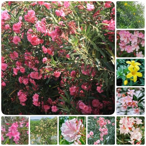 50 piezas semillas resistentes de adelfa - árboles resistentes al jardín, plantas perennes resistentes, plantas de jardín resistentes, Flores de primavera Plantas de balcón para el