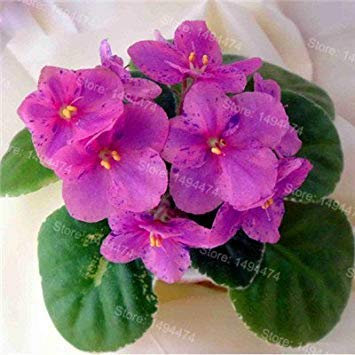 50 Semillas de violeta africana Colores mezclados Semilla de flores Saintpaulia ionantha Jardín Planta de maceta Semillas de hierba perenne 9:Seeds Only
