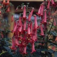 3 x Phygelius x Rectus 'Salmon Leap' Cottage Garden Perennial Plug Plants