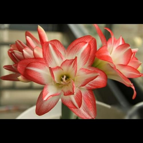 amaryllis zwiebel amaryllis -amaryllis zwiebeln in wachs -maryllis pflanze -winterharte Stauden -Hausgartendekoration