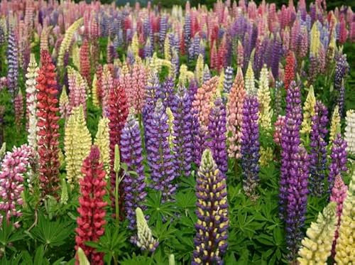 Lupin Russell Mixed |6 Plug Plants |Perennial