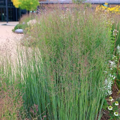 Carbeth Plants - Panicum virgatum Heavy Metal Plant 1 x 9cm Pot - Low Maintenance Blue Switch Grass - Tall Growing Ornamental Prairie Grass - Ideal for Beds, Borders or Patio Pots