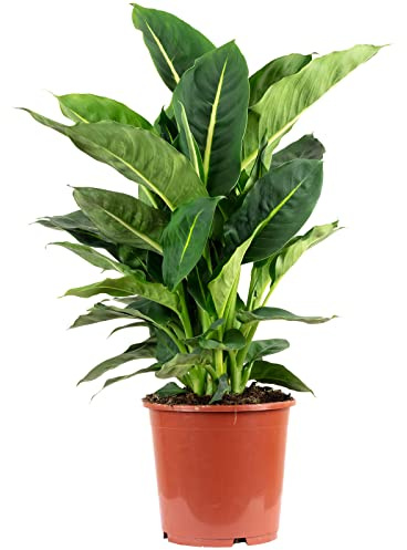 Dieffenbachie 'Green Magic' - echte Zimmerpflanze, Dieffenbachia - Höhe ca. 65 cm, Topf-Ø 17 cm