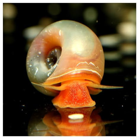 AQ4Aquaristik 3 x Rosa-Pinke Posthornschnecke, Planorbella duryi, Reinigungscrew Algenfresser