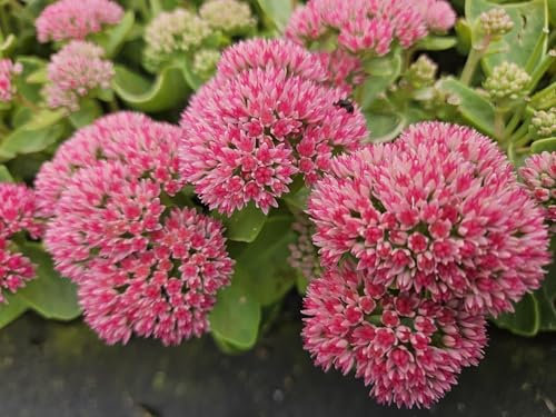 Hojas de grasa altas – Sedum 'Herbstfreude' – 10 – 25 cm – 9 cm de diámetro – 6 unidades