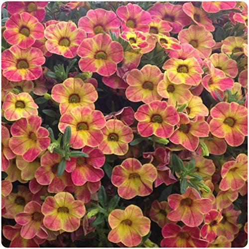 5 x Calibrachoa Chameleon Sunshine Berry Cutting Raised Basket Plug Plants