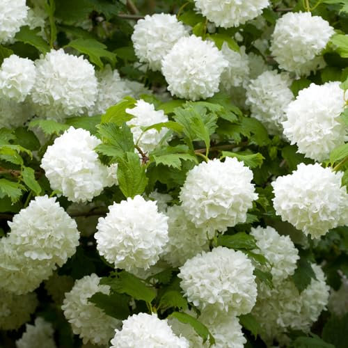 You Garden - Three Viburnum opulus 'Roseum' Snowball Tree in 9cm Pots Ready to Plant Out - Snowball Tree in a 9cm Pot Deciduous Shrubs for Gardens Hardy Plants for Outdoors in Garden Approx Growth 4m