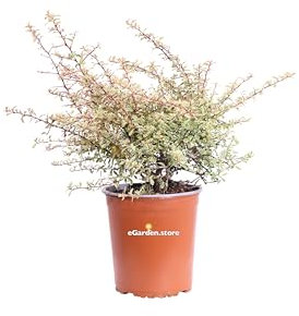 Pianta di Pyracantha Nana Variegata o Agazzino Nano Variegato pianta da esterno cespuglio compatto bacche rosse pianta ornamentale vera venduta da eGarden.store