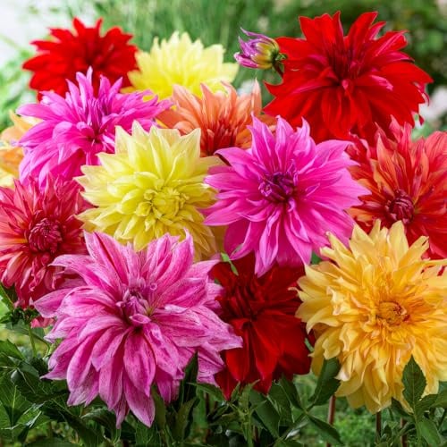 FLORIUM - Dahlien knollen DinnerPlate Riesen Kollektion (5 zwiebeln) | Exklusivmischung aus Holland | 5 Sorten und Farben | Mehrjährig Dekoration für Garten, Balkon (keine Samen, nicht winterhart)