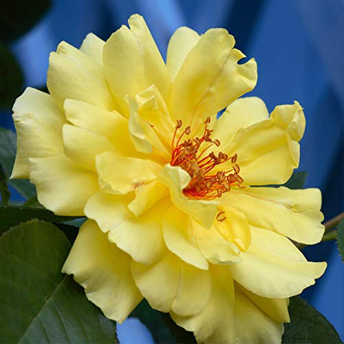 Thompson & Morgan Hardy Perennial Climbing Rose ‘Golden Showers’ Flowering Shrub, Potted Garden Plants Ideal for Cottage Gardens, Walls, Fences, Patio and Containers (1 x 3 Litre Pot)