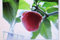 5 semi di albero peperoncino, rosso, Capsicum pubescensRojo, 100:Seeds