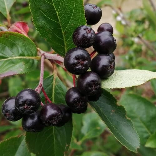 30pcs graines de fruits de cerisier de Virginie noires