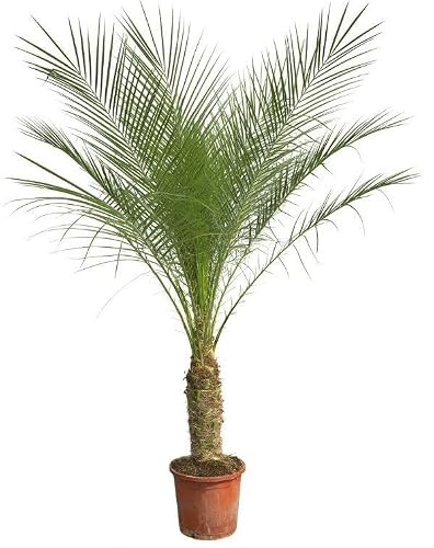 Phoenix Roebelenii auf Stiel 190 – 200 cm Tropische Zierpflanze Palme 200 | pflegearm, für Wohnraum und Arbeitsplatz, dekorativer Wuchs, für helle Standorte