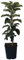 Sonate (S) Säulenapfel Lagerapfel Apfelbaum sehr saftig guter Geschmack ca. 60-80 cm im 5 Liter Topf M 7