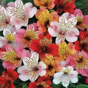 Giglio peruviano ibridi semi di fiore Mix (Alstroemeria Hybrida Dr.Salters Mix) 60 + Semi