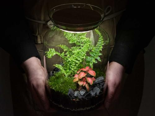 Glasgarten DIY Set „Kernige Fenja“ mit Vollspektrum Pflanzenlicht (Pflanzenterrarium/Flaschengarten) (Farn + Fittonie)