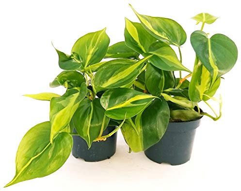 POWERS TO FLOWERS - PHILODENDRON SCANDENS BRASIL 2 PIANTE, piante vere