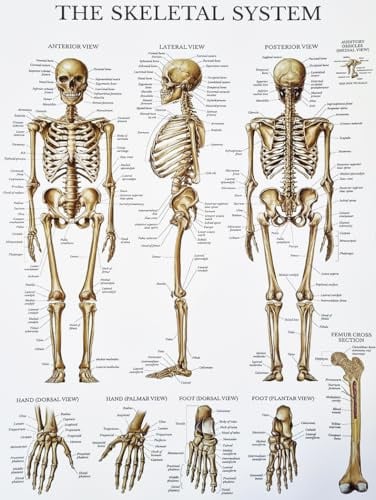 KUSTOM ART Dekoratives Wandposter Serie Allgemeine Information Anatomie Mensch Medizinische Wissenschaft Körperskelettapparat für Schulen Druck auf beschichtetem Papier 40 x 30 cm ohne Rahmen