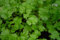 Lot de 200 Graines de Coriandre Cultivée - Plante aromatique qui relève vos plats - Très facile à cultiver - Plante Annuelle - Grande Qualité Gustative - Semences Reproductibles
