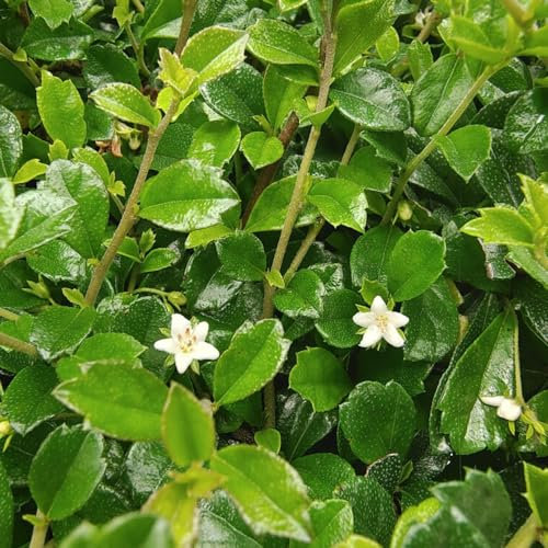 50 Pcs Bonsai Fukientee Samen - Balkonpflanzen Winterhart Mehrjährig, Samen Balkon (Carmona Microphylla) Garten Geschenk, Garten Hochbeet Dachbegrünung Bonsai Tree Bäume Pflanzen,