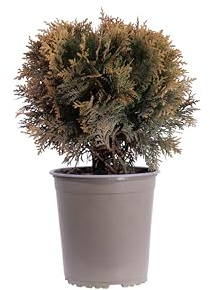 eGarden.store - Pianta vera di Tuia o Thuja Occidentalis Danica | Altezza: 30 cm - Diametro vaso: 19 cm | Conifera conica ornamentale da esterno in vaso da coltivare all'esterno