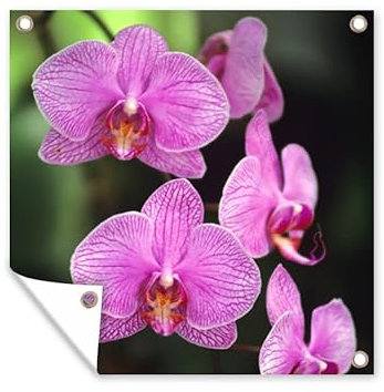 MuchoWow Outdoor-Poster Poster Wanddeko draußen Deko Garten Gartenposter 50x50 cm Rosa Orchidee