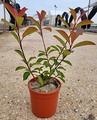 POWERS TO FLOWERS - PHOTINIA RED ROBIN 5 PIANTE, FOTINIA CLASSICA, PIANTA PER SIEPE, VASO 17CM DIAMETRO, ALTEZZA MINIMA 50CM, piante vere
