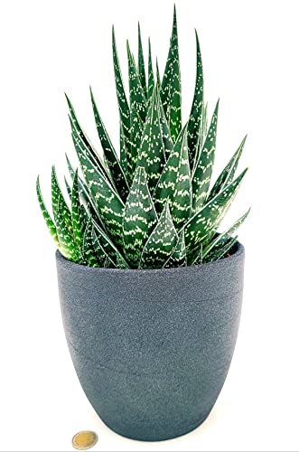 POWERS TO FLOWERS - ALOE TIKI THAI MAXI, IN VASO CERAMICA ANTRACITE A RIGHE, VASO 20CM DIAMETRO, pianta vera