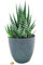 POWERS TO FLOWERS - ALOE TIKI THAI MAXI, IN VASO CERAMICA ANTRACITE A RIGHE, VASO 20CM DIAMETRO, pianta vera
