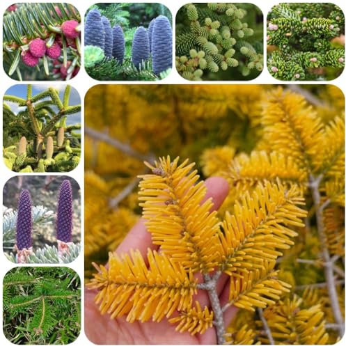 Semi dell'albero di Natale, Le piante da giardino sono piante perenni resistenti Semi per l'albero di Natale, piante in vaso resistenti piante in vaso resistenti all'esterno Piante 200pcs