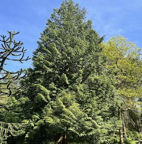 Fresh 70Pcs Green Thuja plicata Tree Seeds