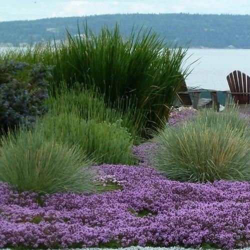 100 semillas arrastramiento Madre de Tomillo (Thymus serpyllum)