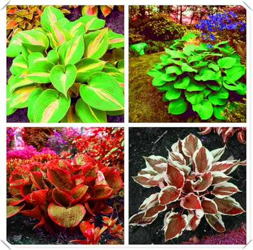 Ornamental hosta Plants – Embellish The Corners of Flower beds and Create Clear Layers，Hardy Perennial, Excellent Display-10bulbs-B