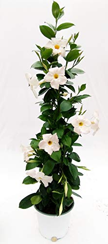 POWERS TO FLOWERS - MANDEVILLA DIPLADENIA BIANCA A PIRAMIDE H90CM, OFFERTA ULTIMI 10 PEZZI!!! pianta vera