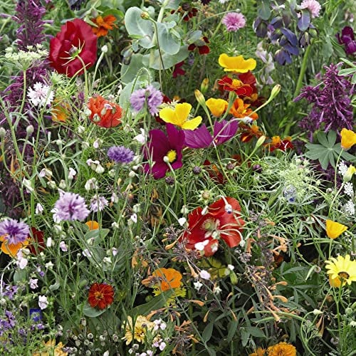 Wildflower Mixture Seeds Hardy Perennial Easy to Grow Your Own Garden Wild Flowers Plants for Pollinators 1x Packet (1 Gram of Seeds) by Thompson and Morgan