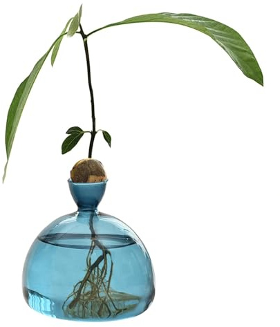 Glühbirne Avocado Vase Glas Eichel Vase Für Blumen, Aufzucht Glas Für Avocados Und Kastanien, Terrarium Jar Pflanzgefäß Mit Holzregal Standhalter Für Grünwasserpflanzen Fit Für Home Kitchen Table